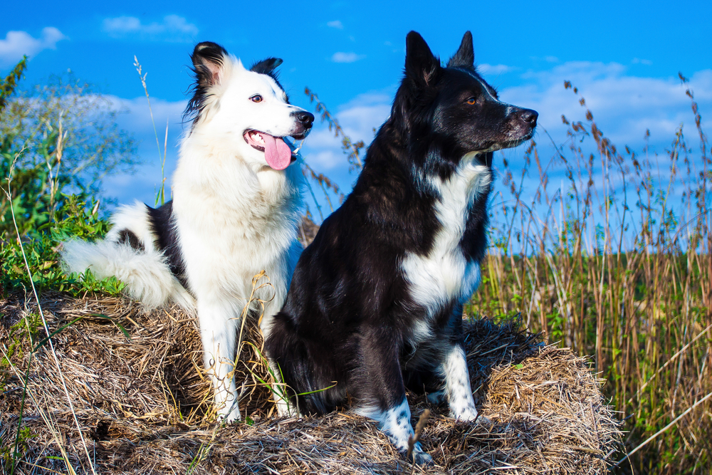 Border collie as guard hot sale dog